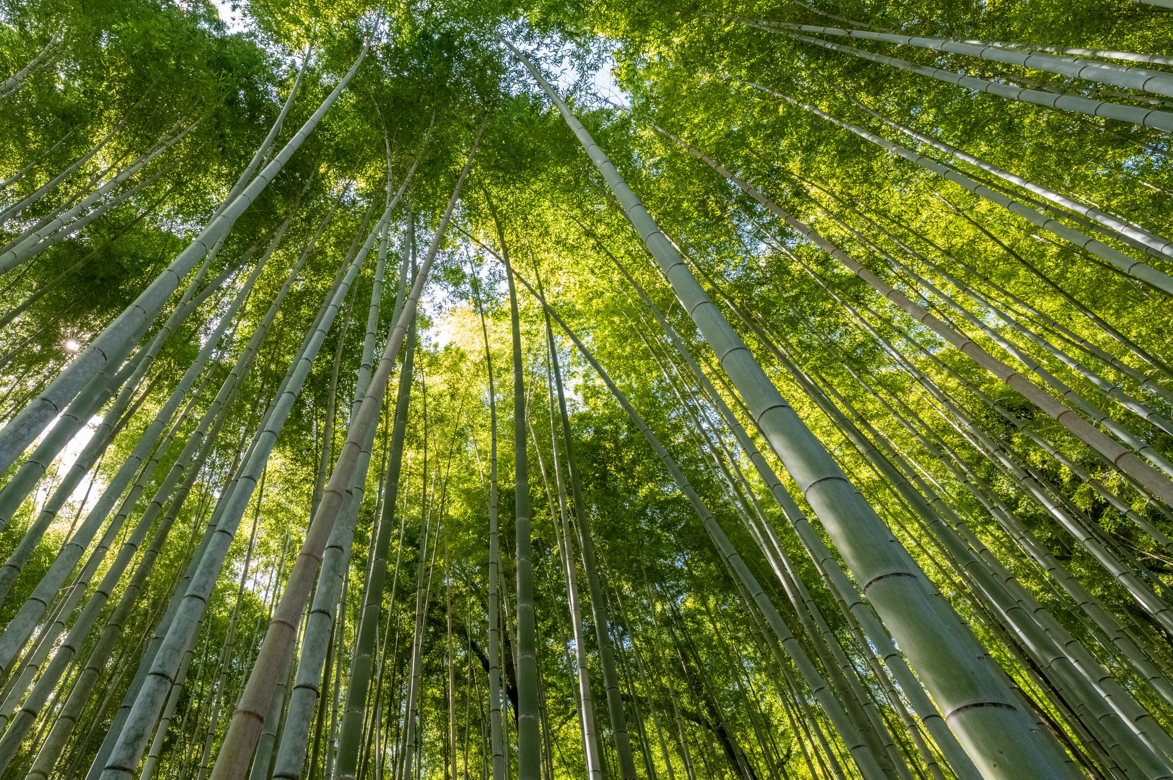 Into the Bamboo - Arashiyama, Kyoto