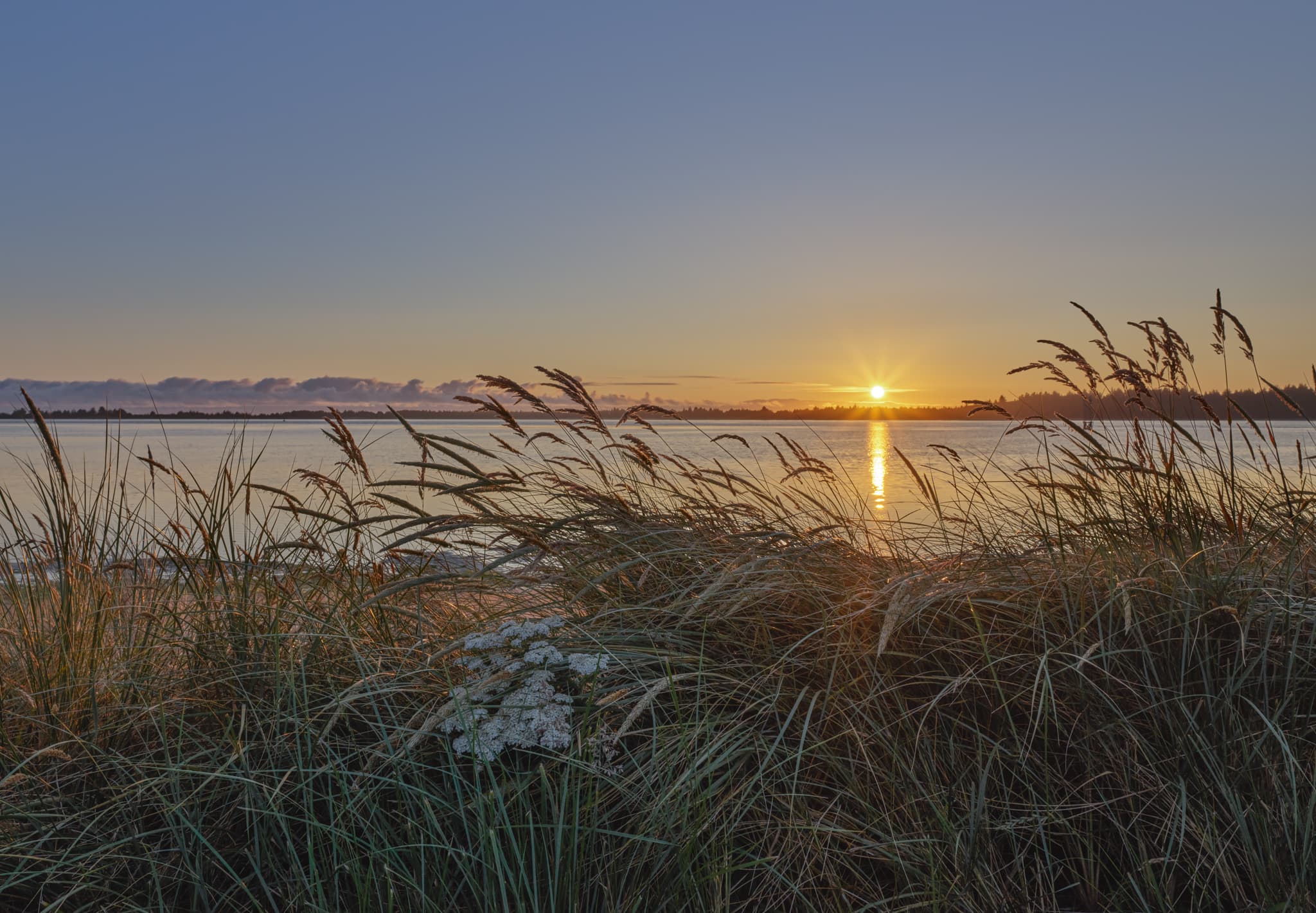 Dune Grass - Coos Bay, Oregon