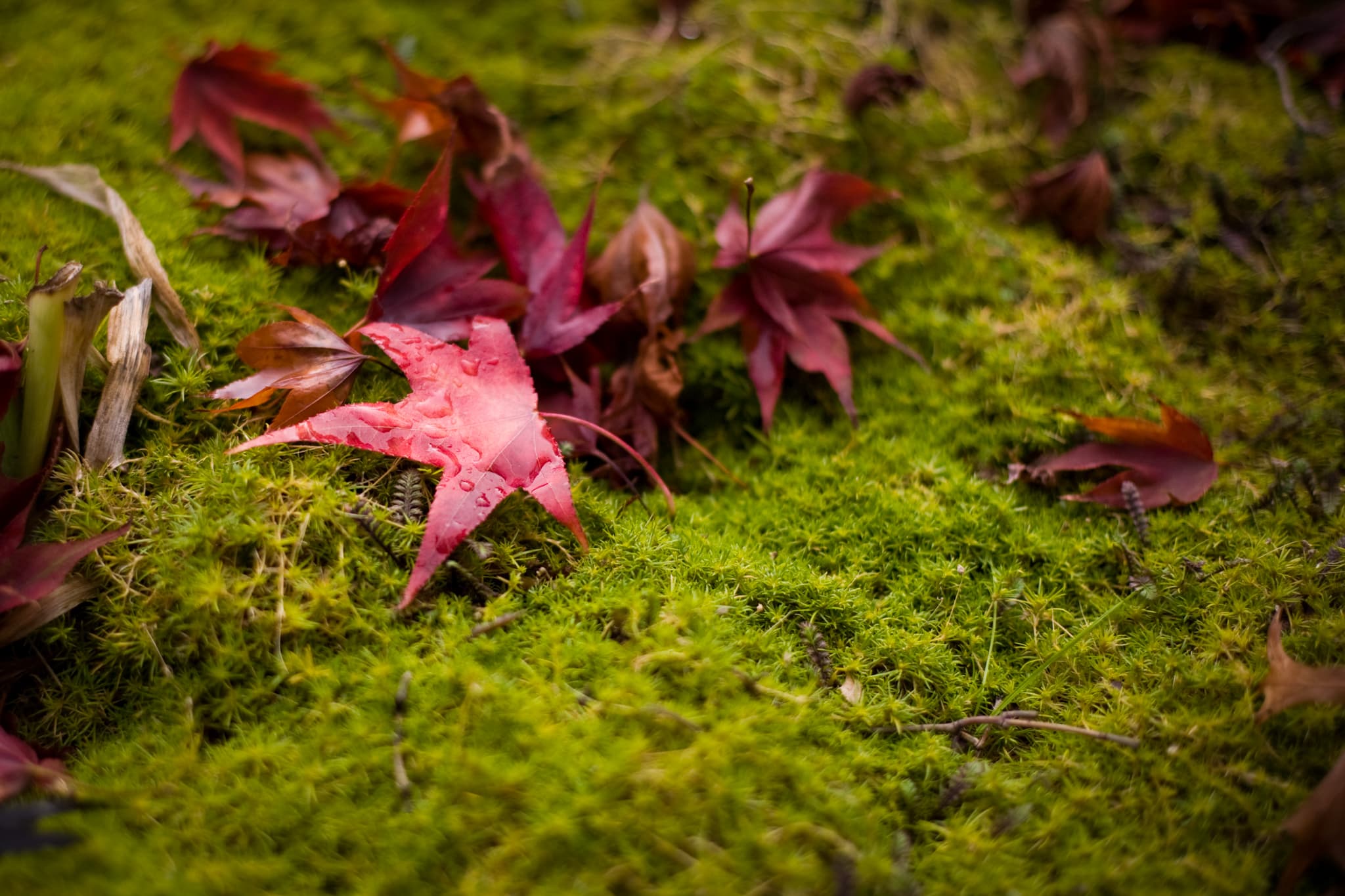 Fallen Red — Portland, Oregon