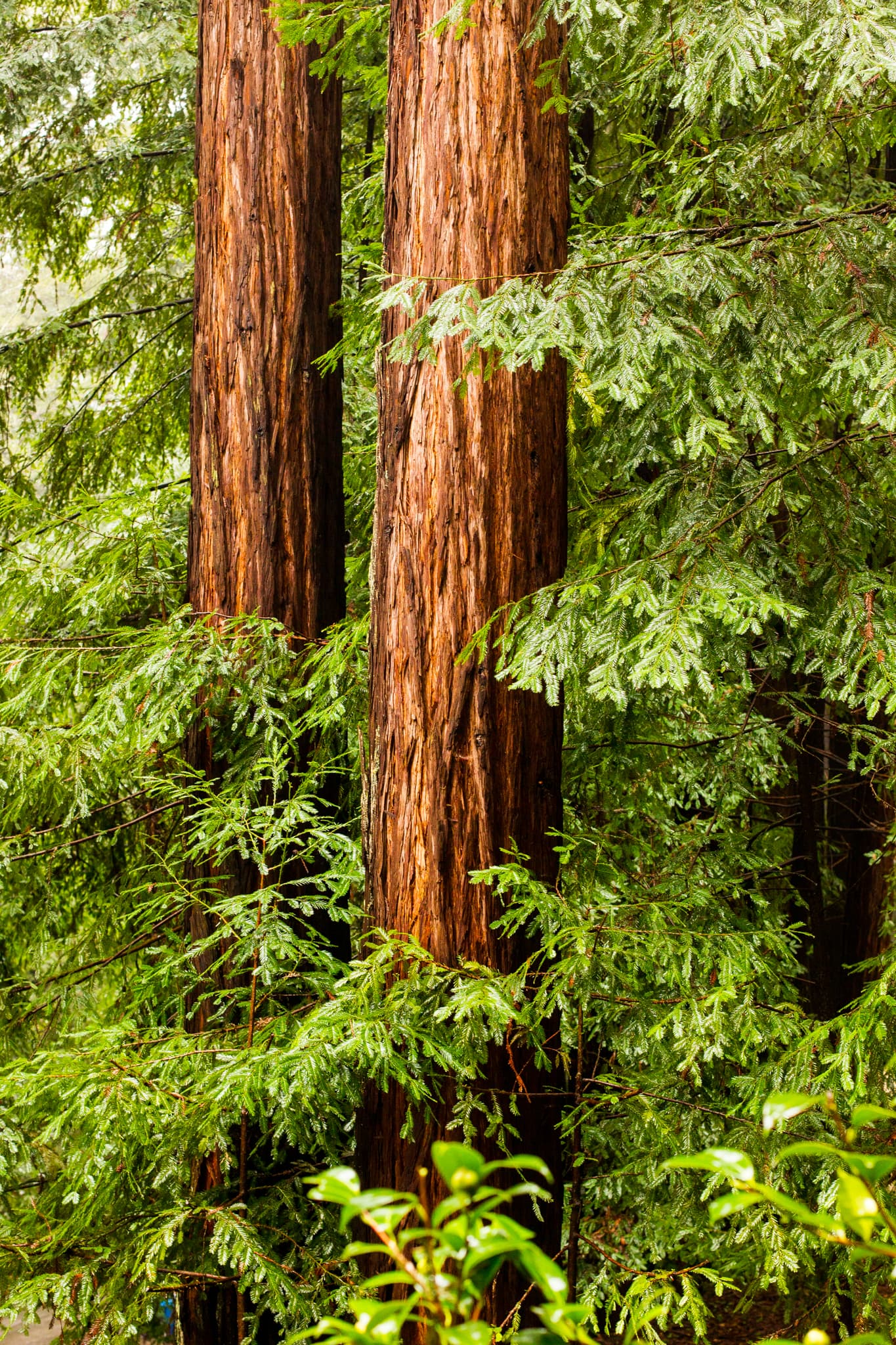 Spring Green — Guerneville, California