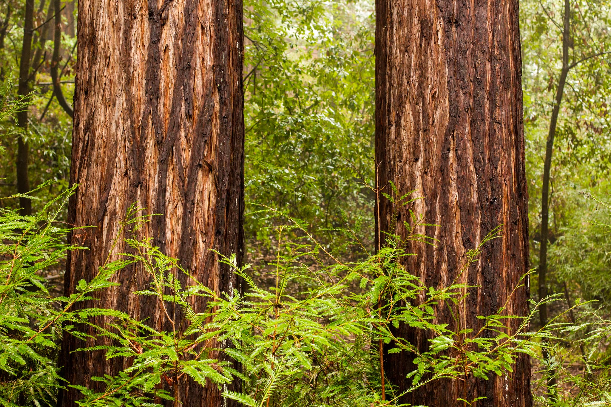 The Understory — Guerneville, California