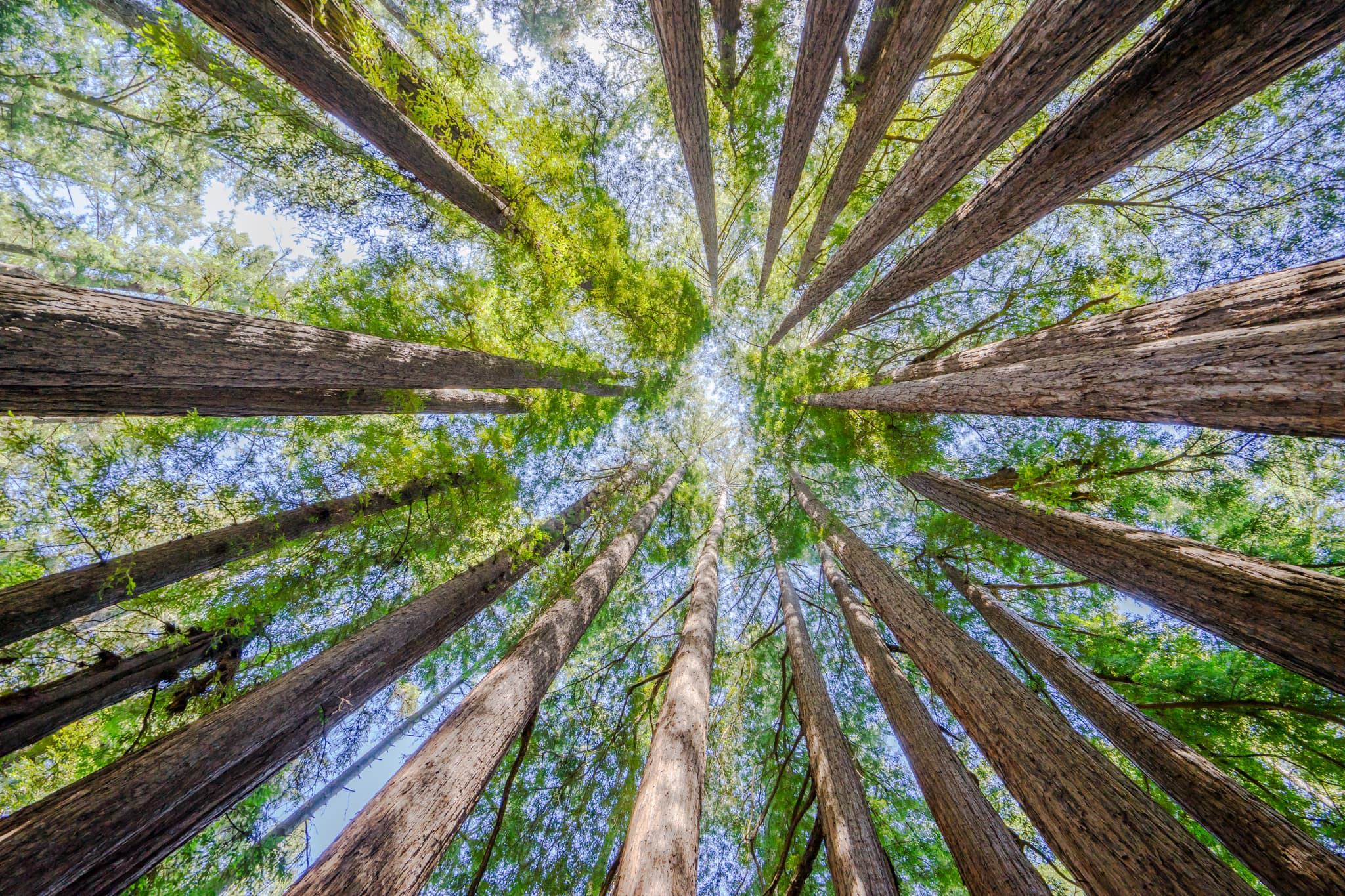 Crown Shyness — Guerneville, California