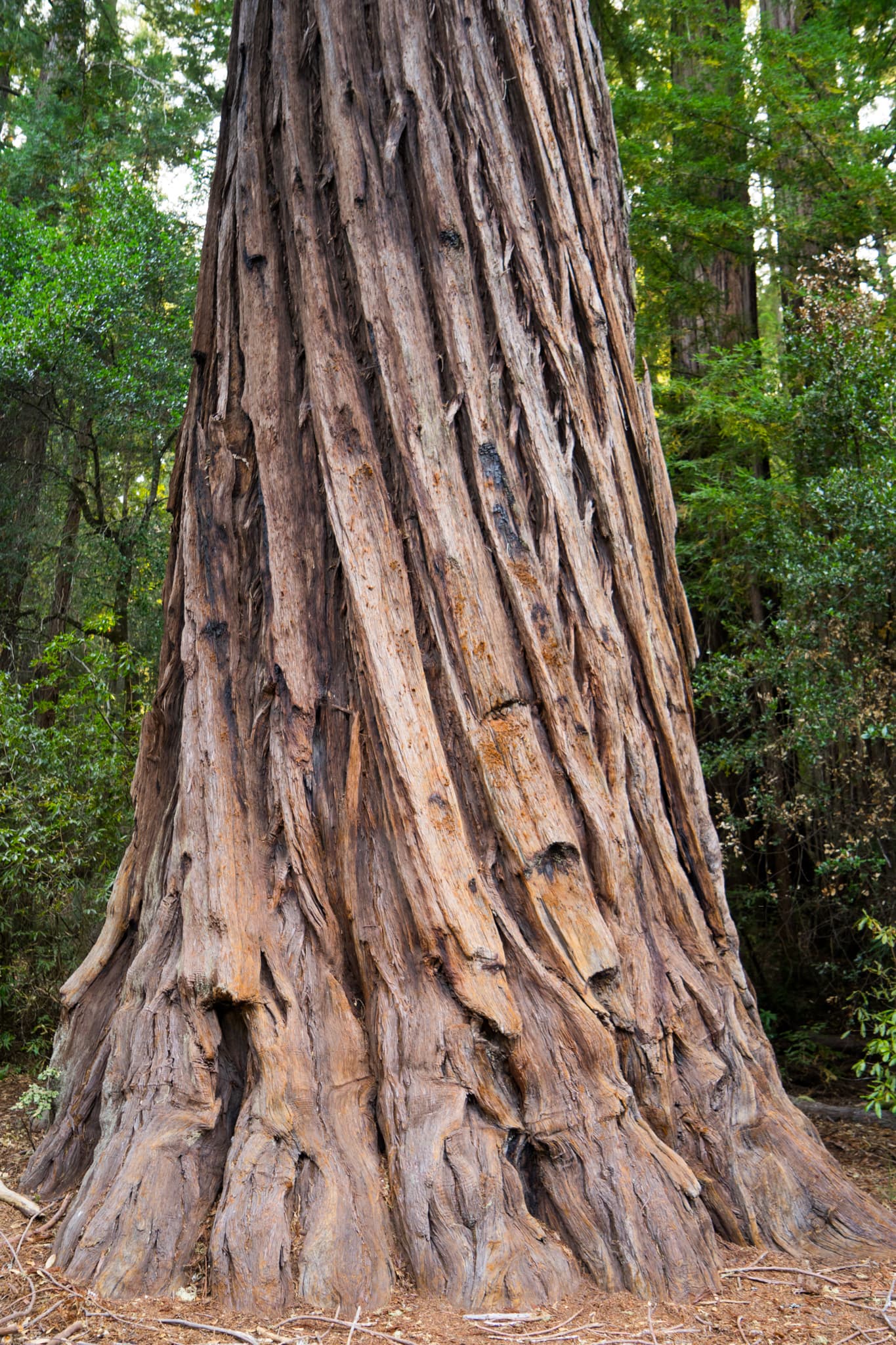 Rooted — Guerneville, California