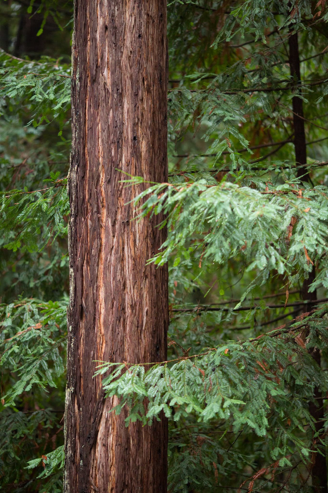 Among the Ferns — Guerneville, California