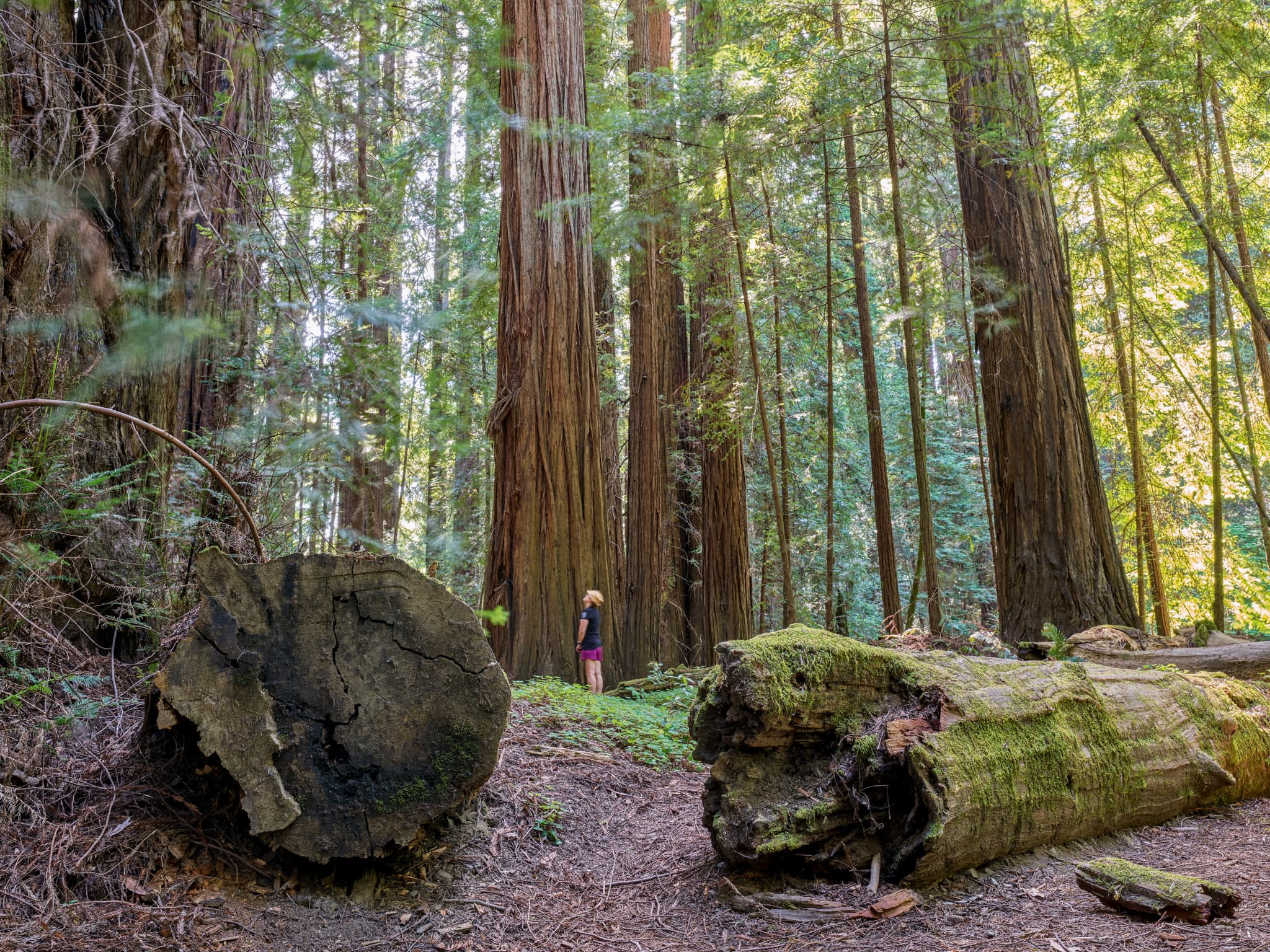 Avenue of the Giants — Humboldt County, California