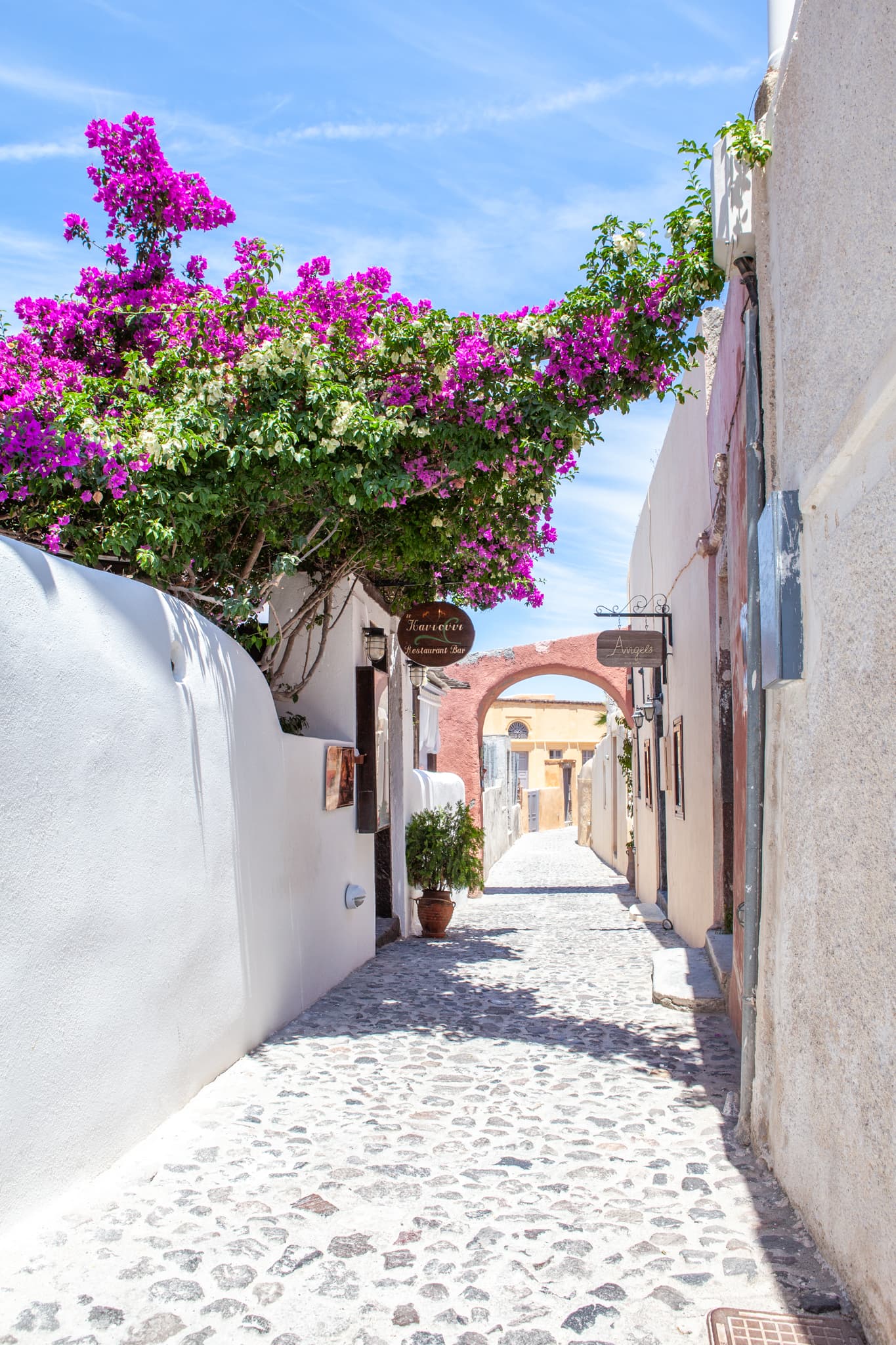 Bougainvillea — Santorini, Greece