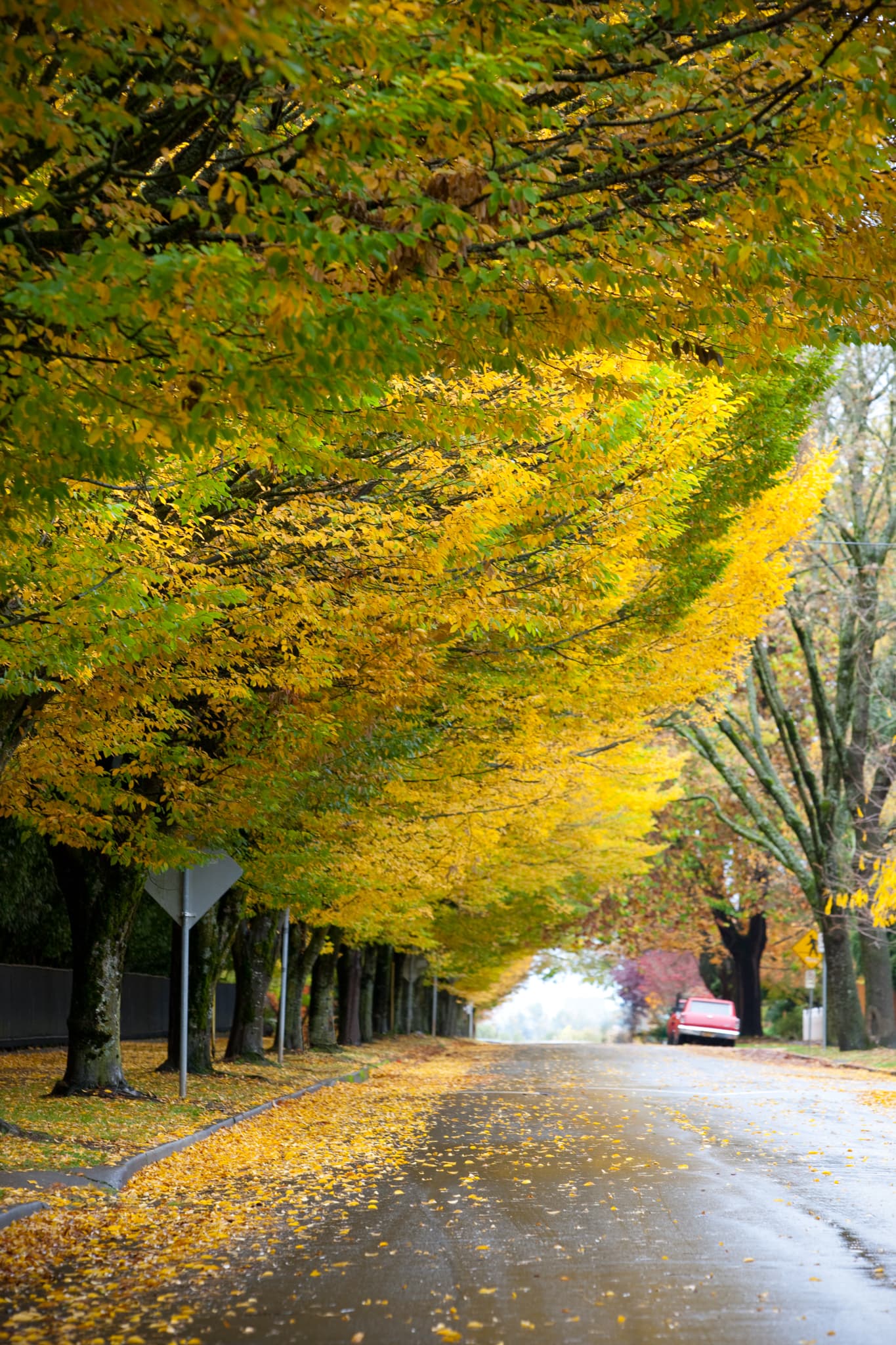 Falling Gold — Portland, Oregon
