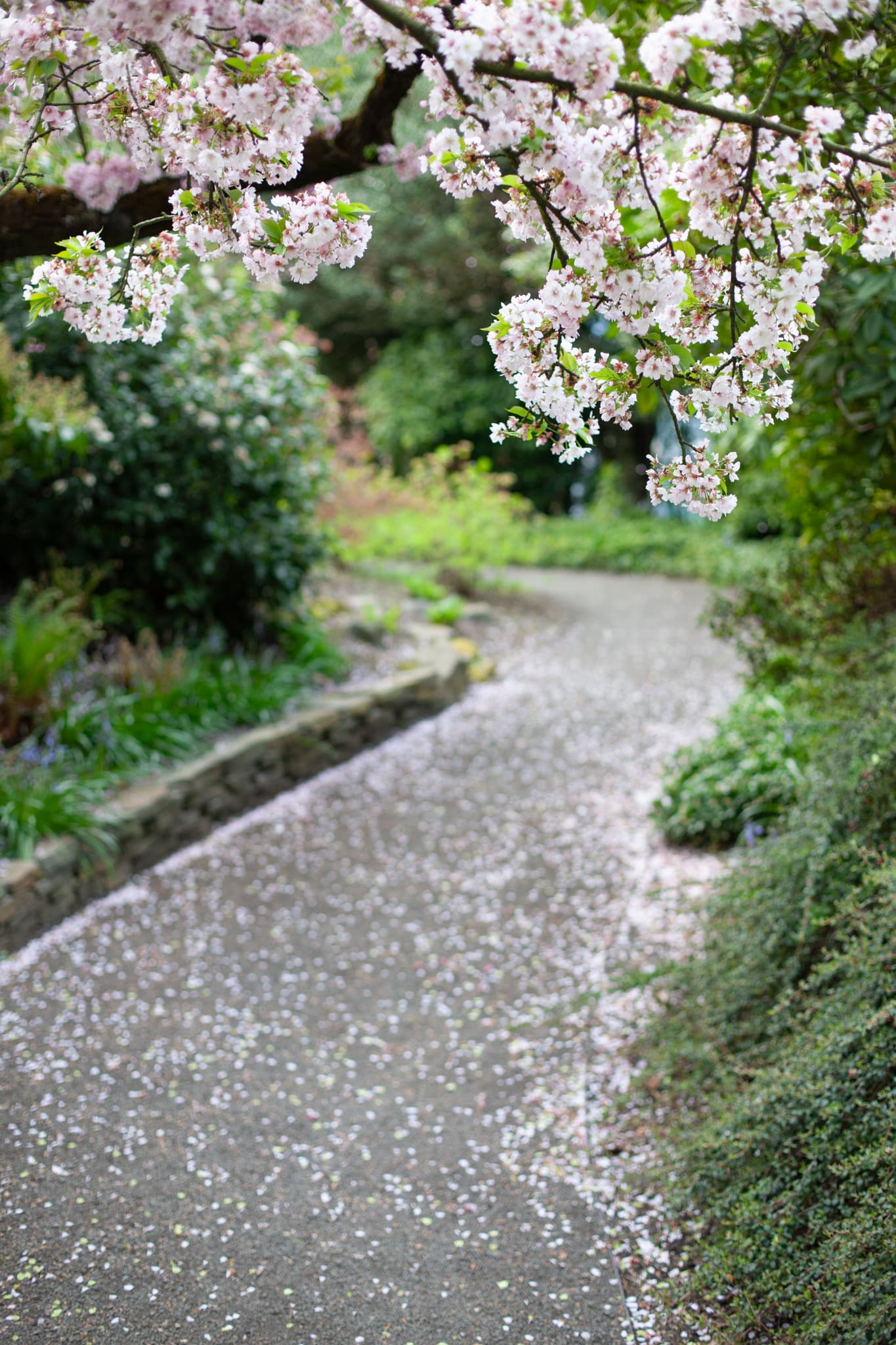 Petalfall — Portland, Oregon