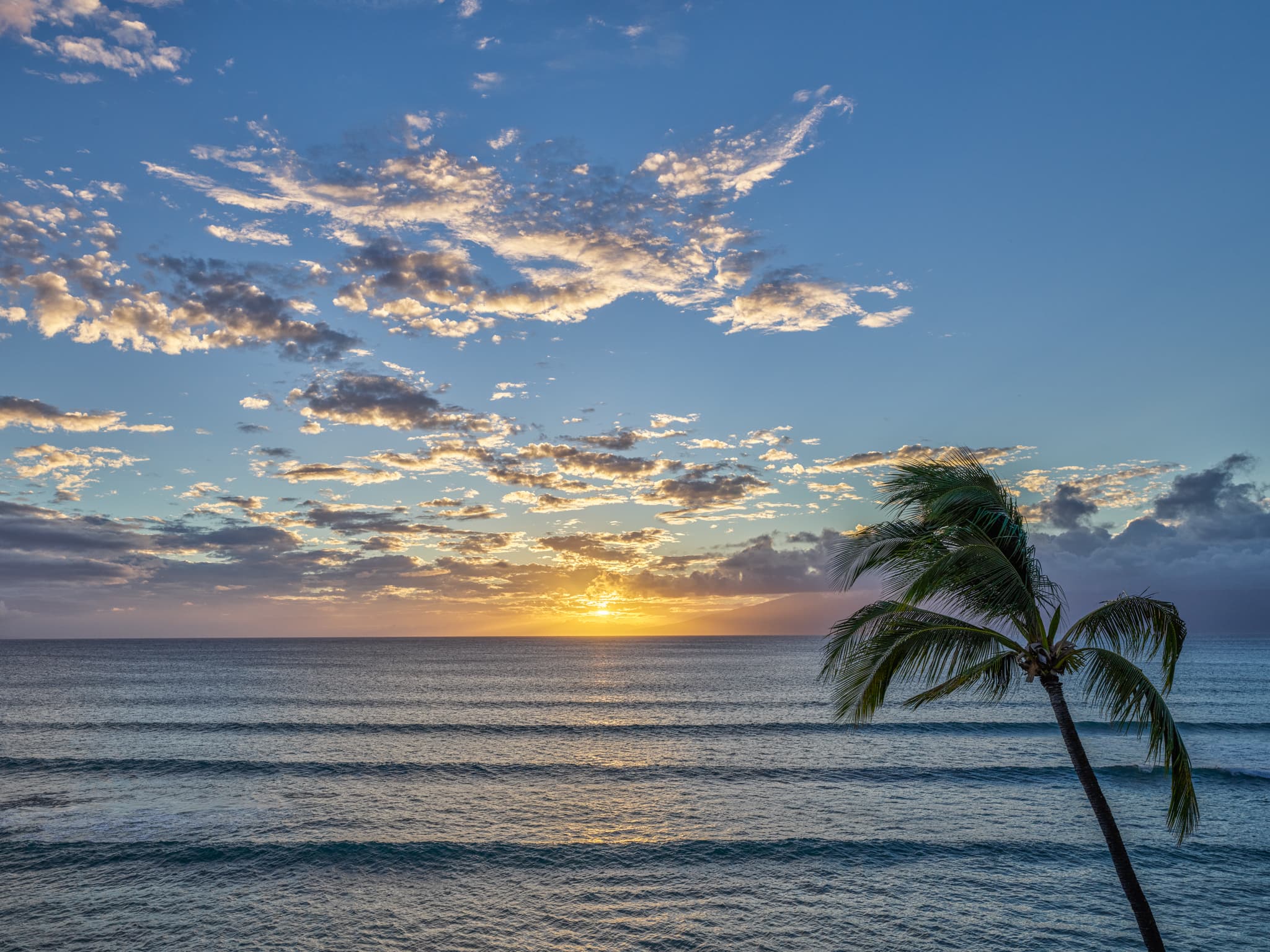 Maui Palms - Maui, Hawaii