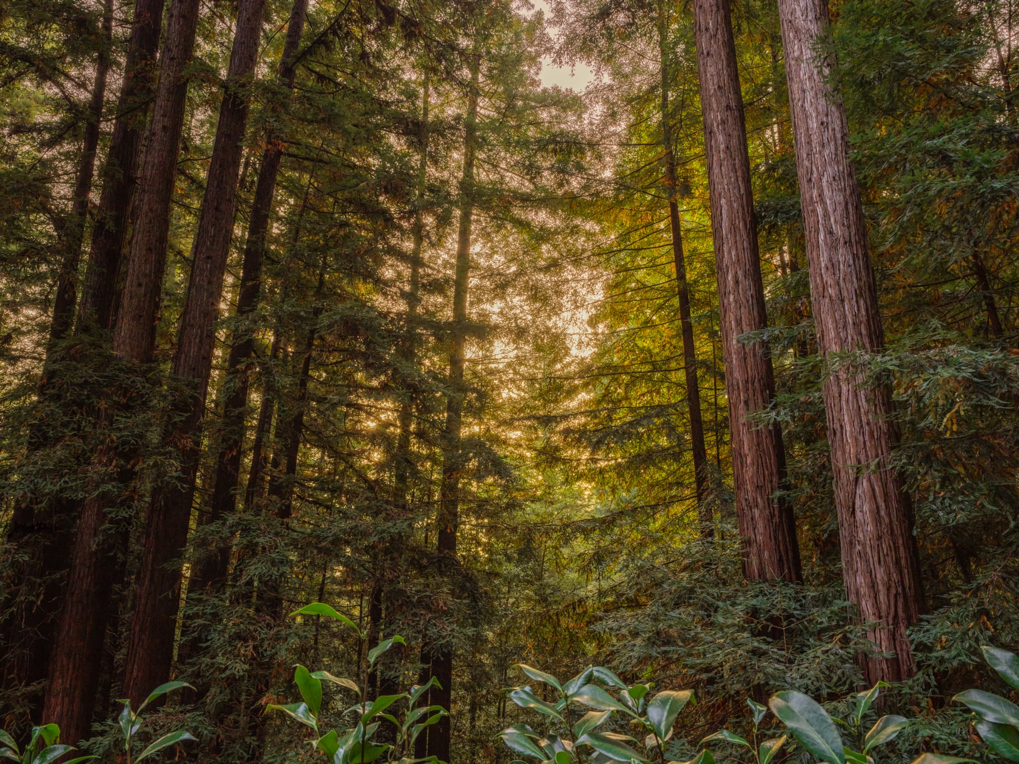 First Light - Northern California