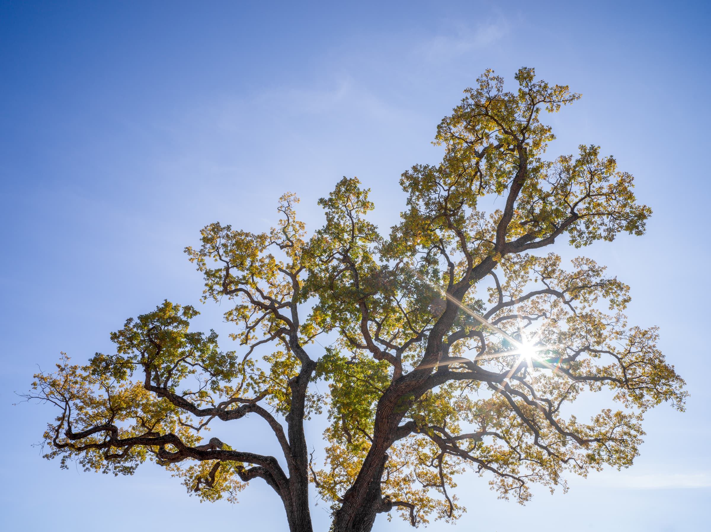 Valley Oak - Paso Robles, California