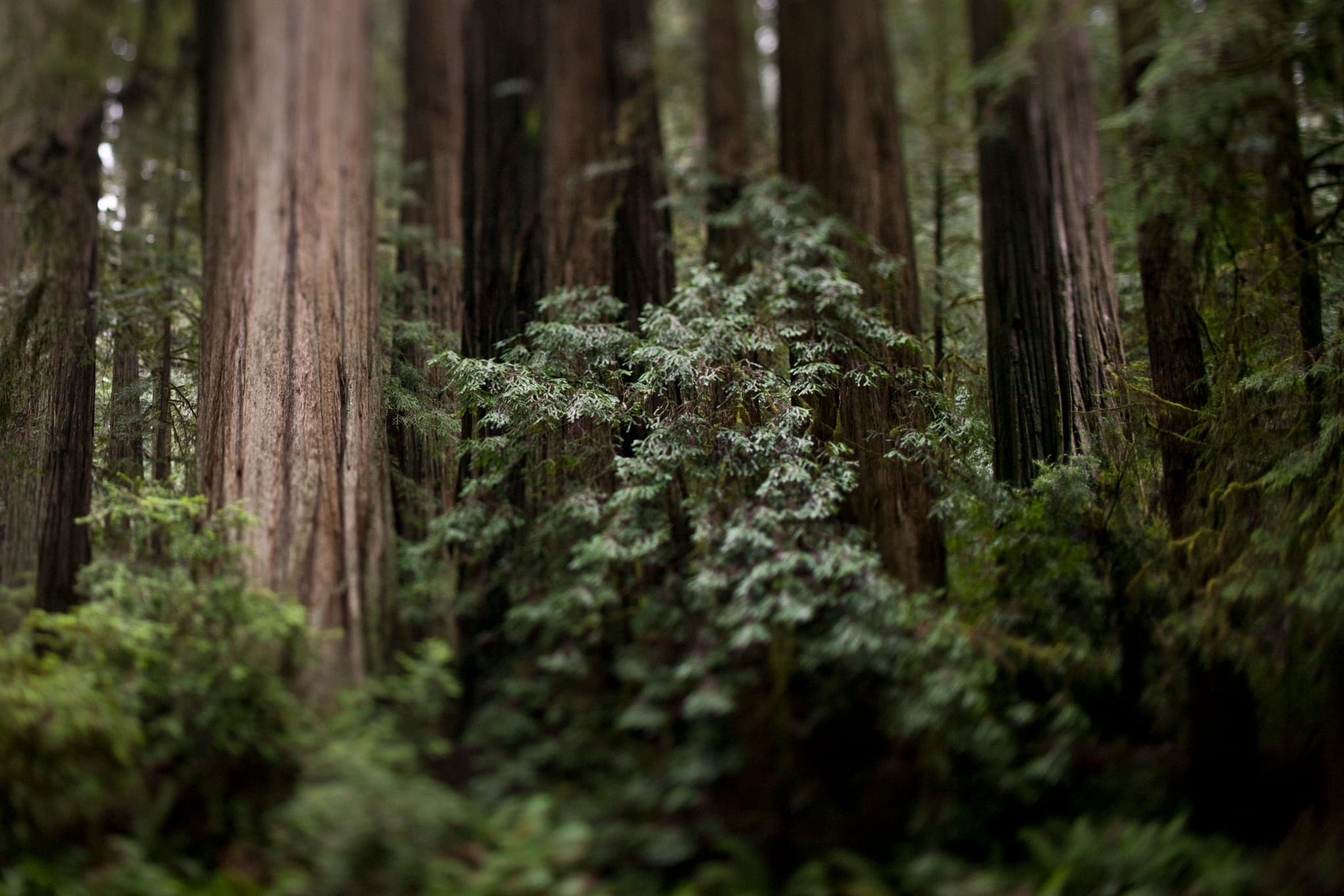 Cathedral of Green - Redwood Forest, Northern California