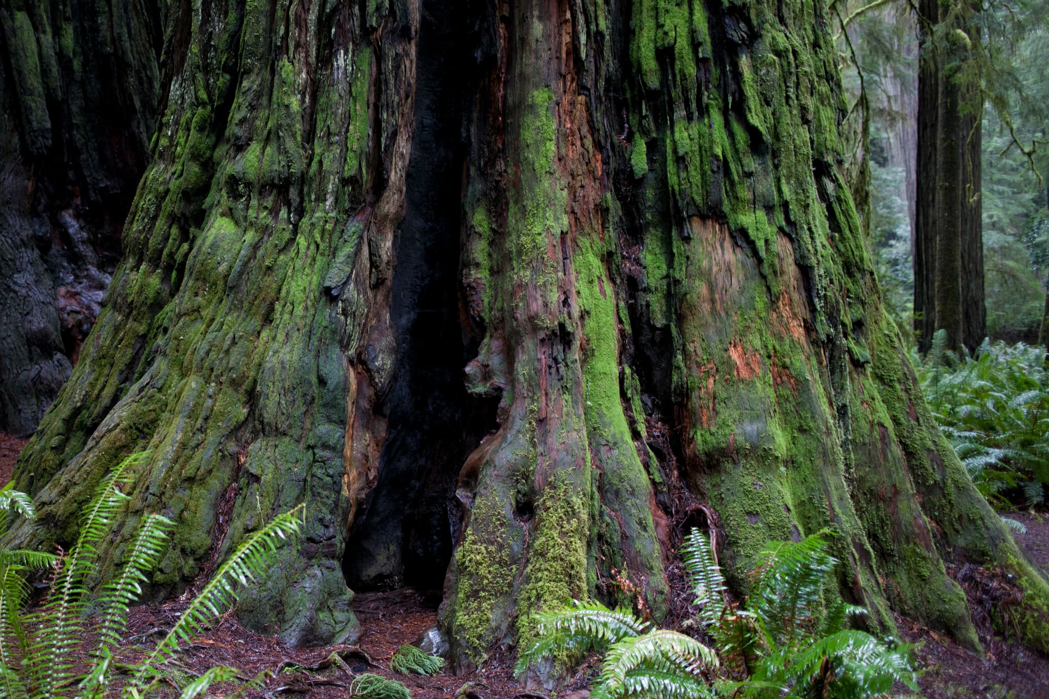 The Ancient One - Redwood Forest, Northern California