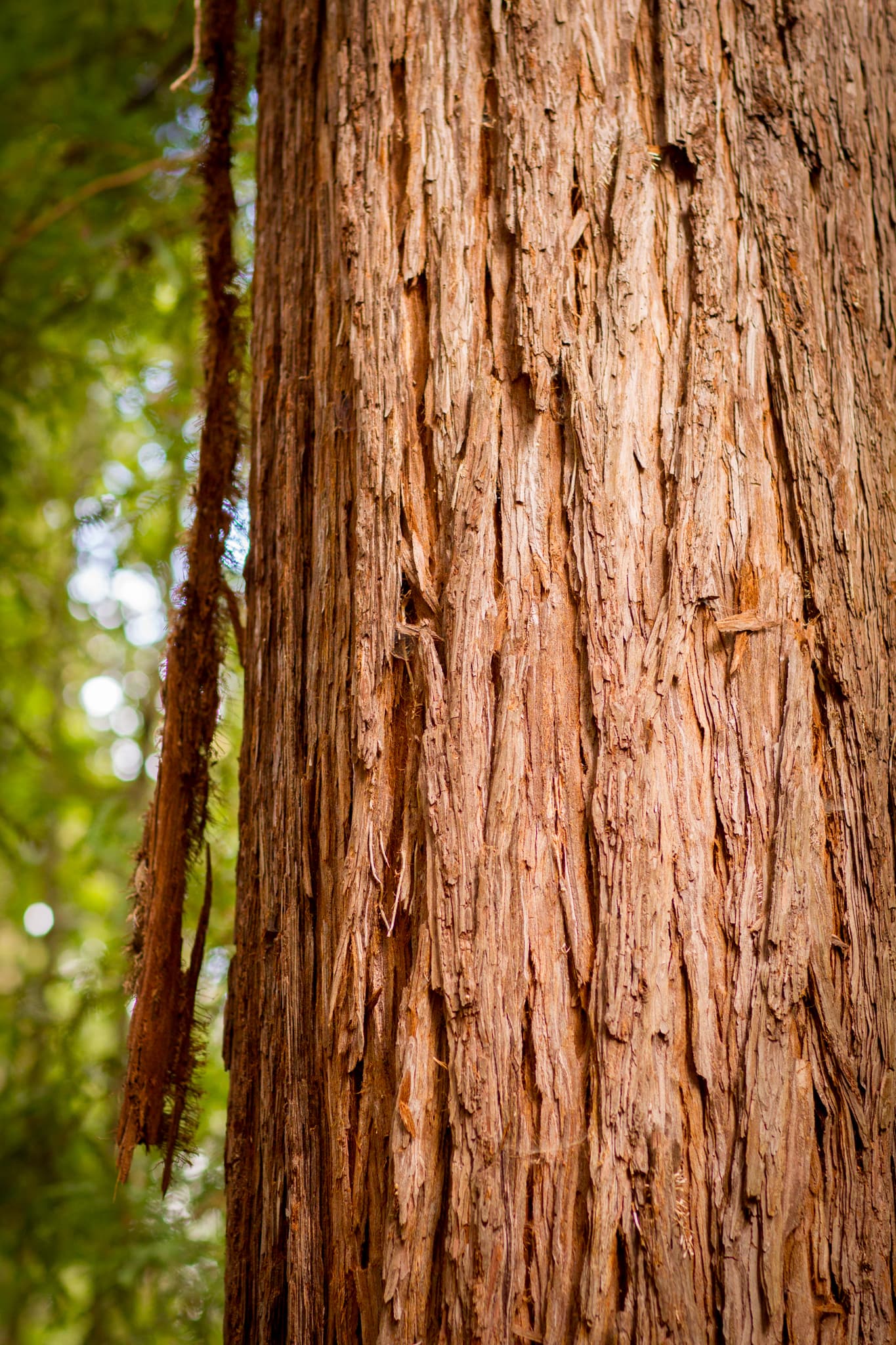 Bark and Grain — Guerneville, California