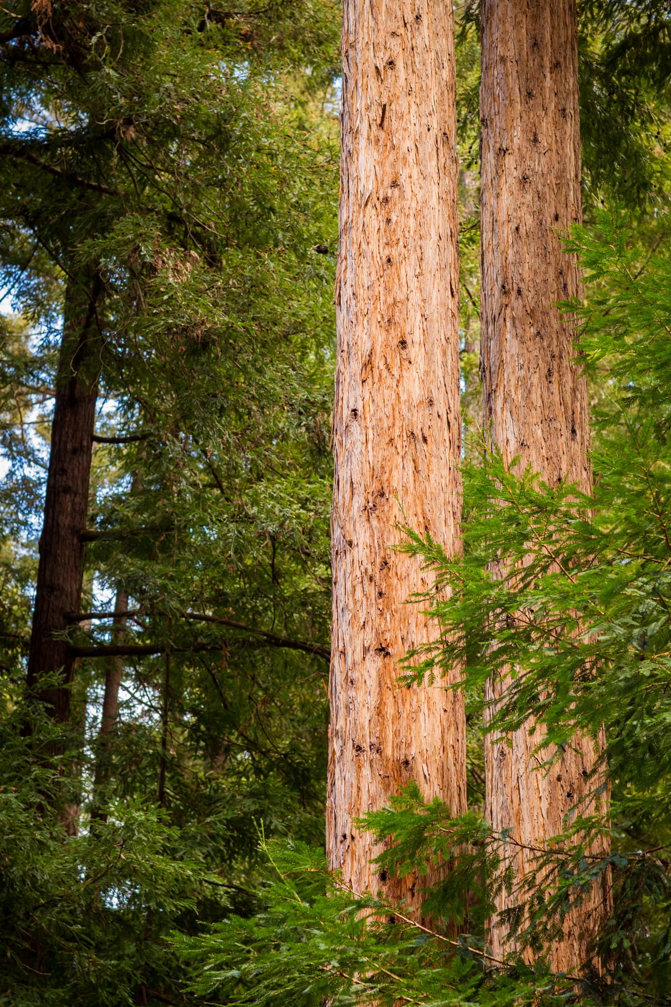 The Tall Column — Guerneville, California
