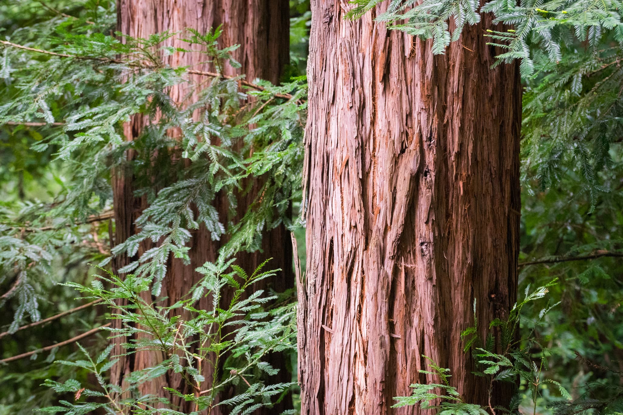 Sentinel — Guerneville, California
