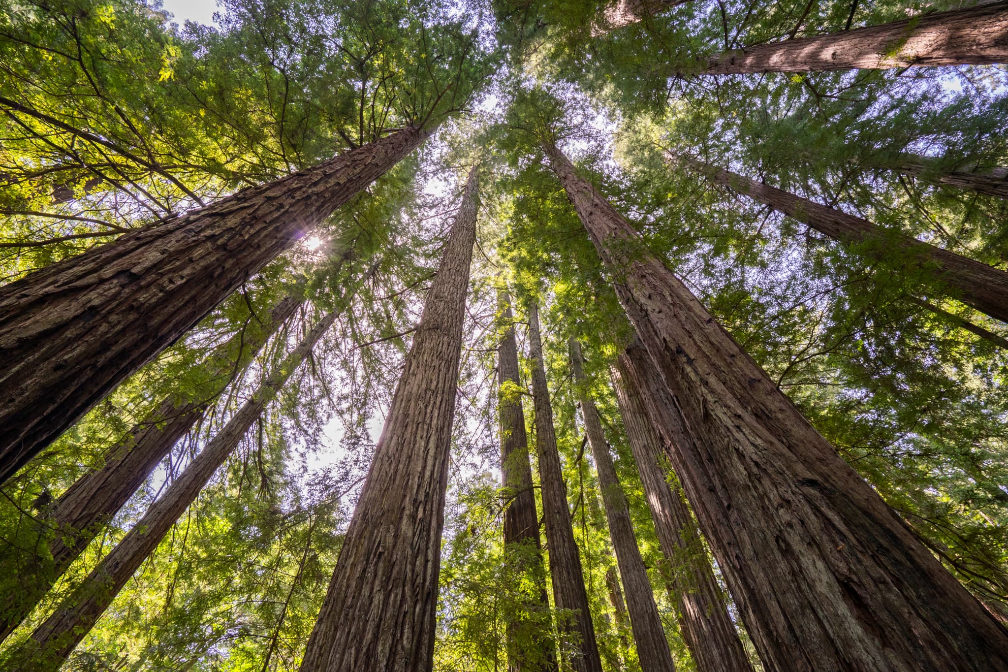 Toward the Light — Guerneville, California