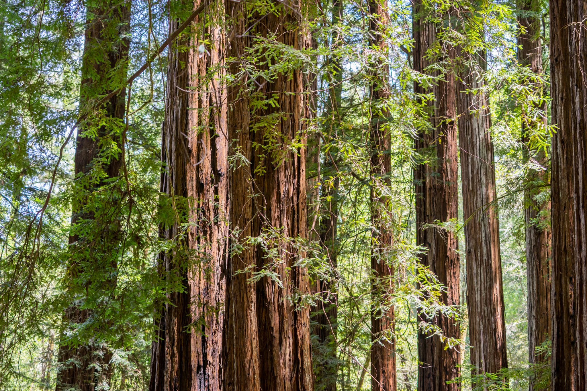 The Grove — Guerneville, California