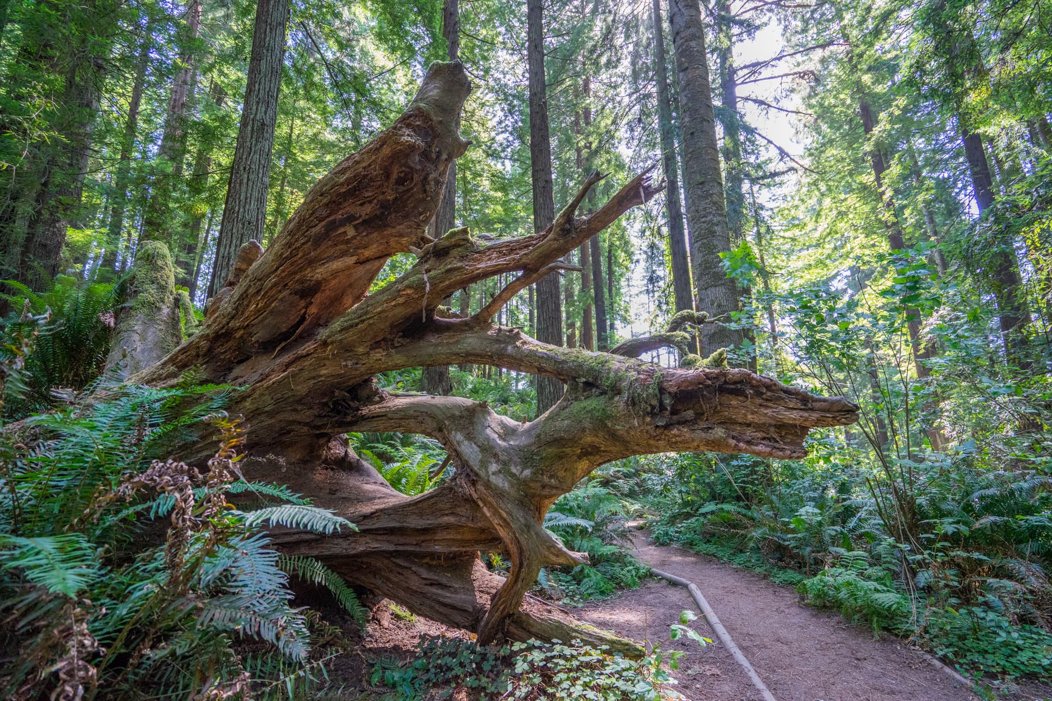 The Fallen Giant - Humboldt County, California