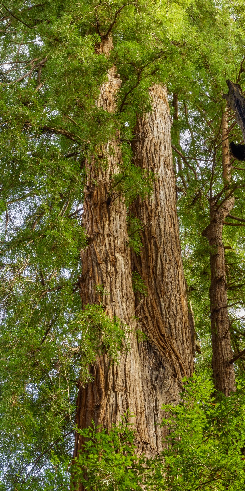 Kindred - Henry Cowell Redwoods State Park, Felton, California