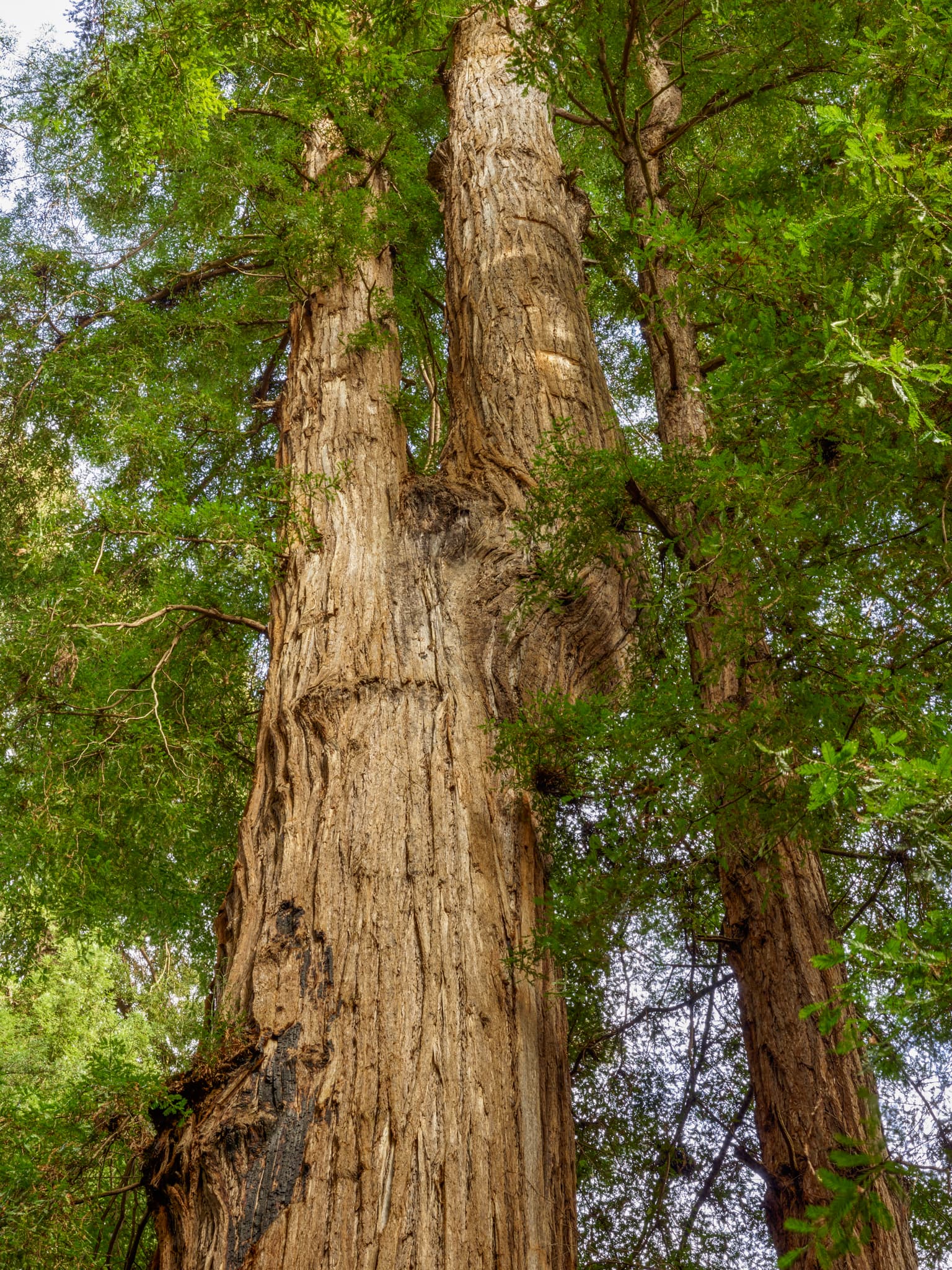 The Elder - Henry Cowell Redwoods State Park, Felton, California