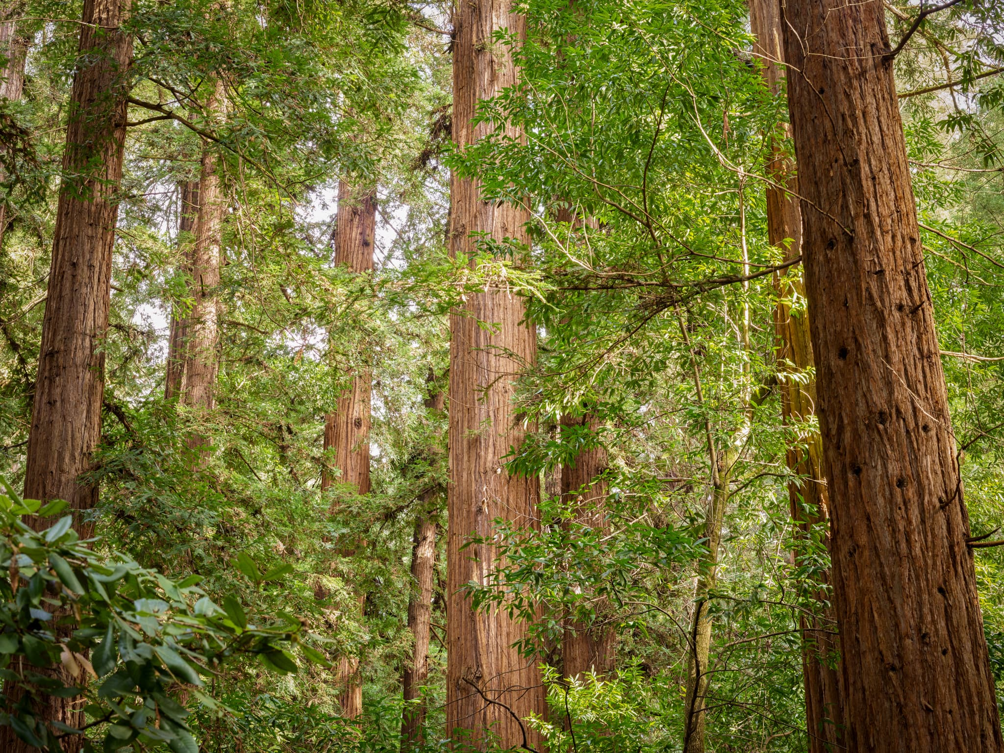 Quiet Grove - Henry Cowell Redwoods State Park, Felton, California