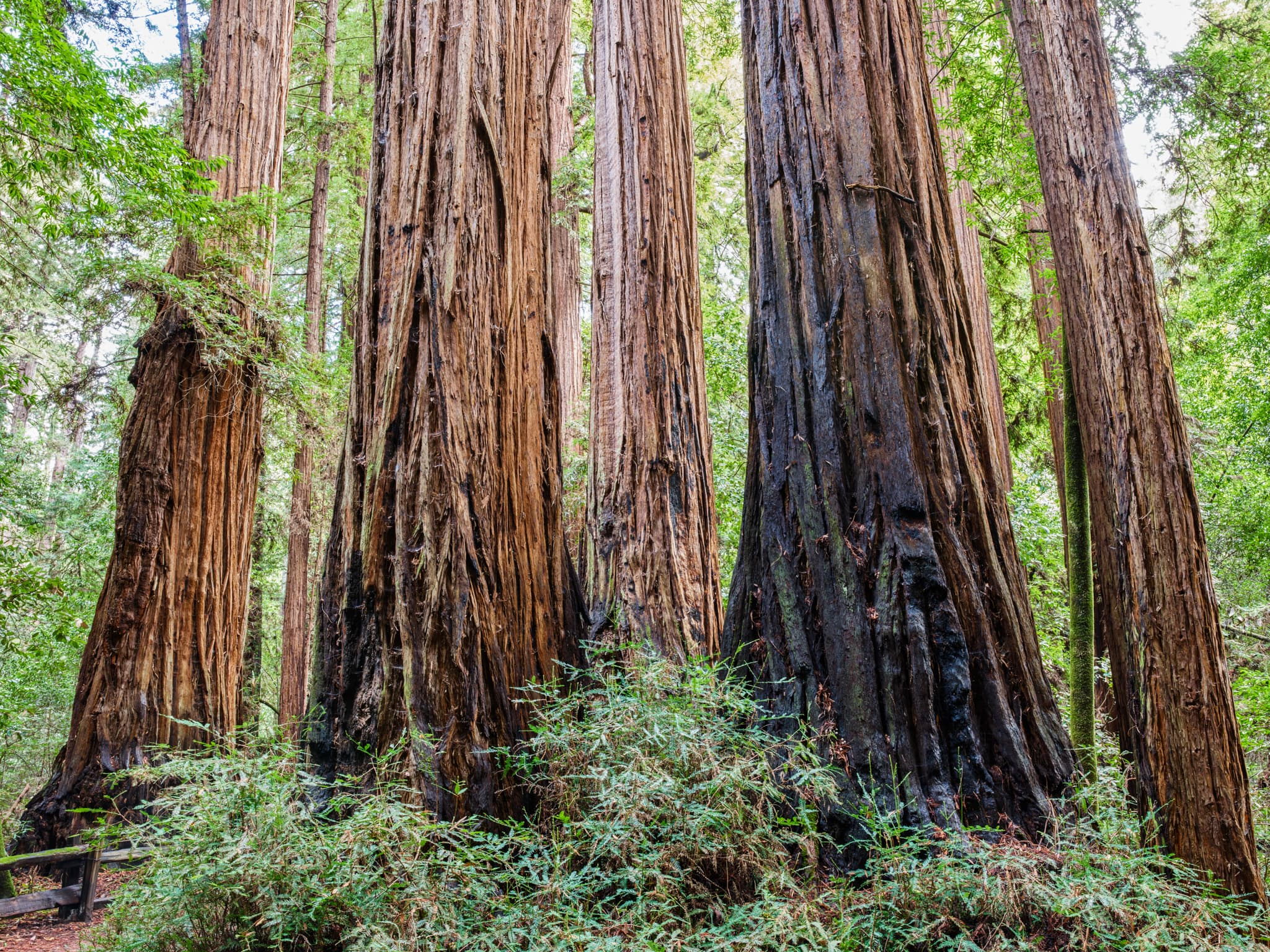 Scarred and Standing - Henry Cowell Redwoods State Park, Felton, California