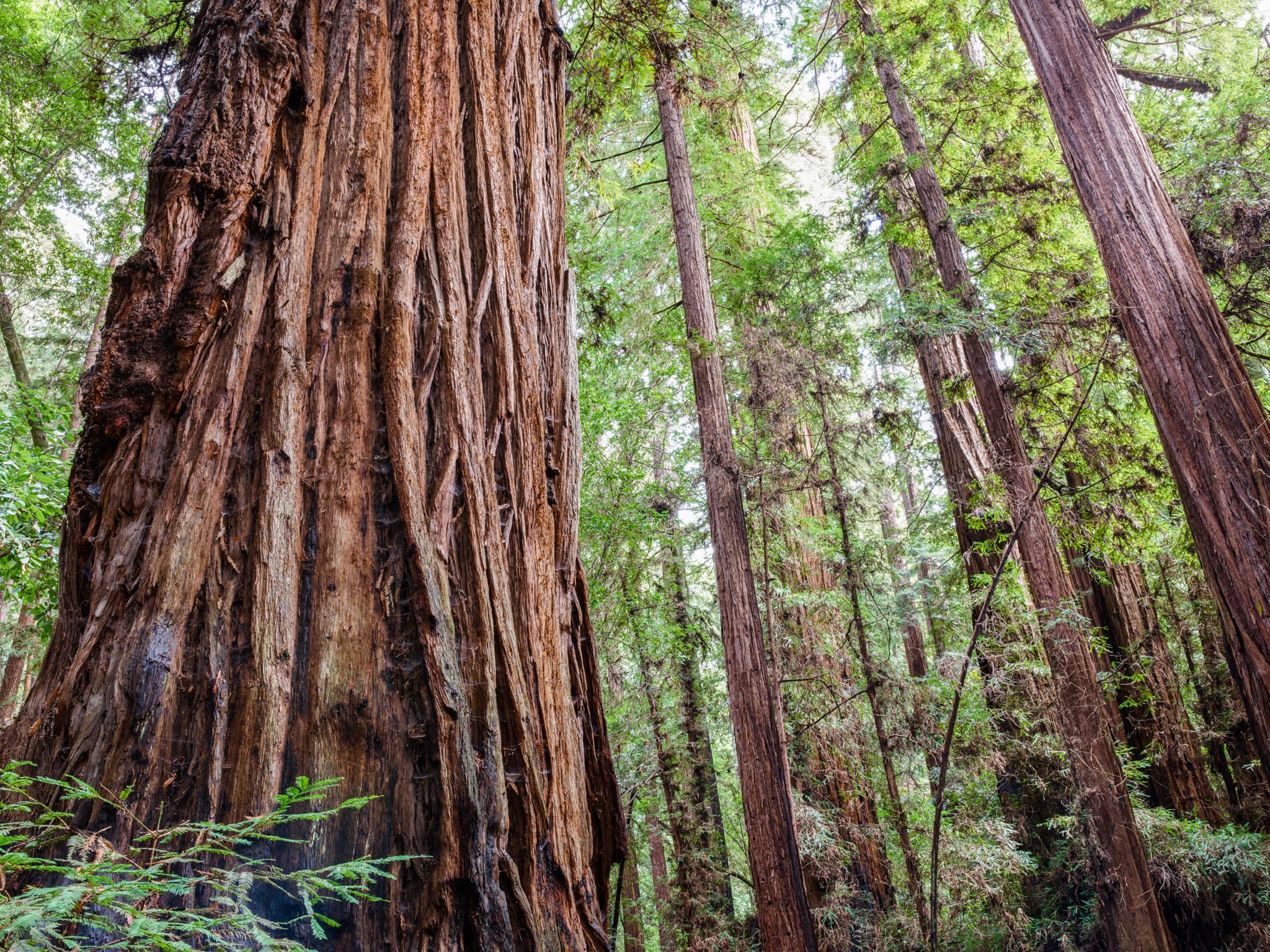Fluted - Henry Cowell Redwoods State Park, Felton, California