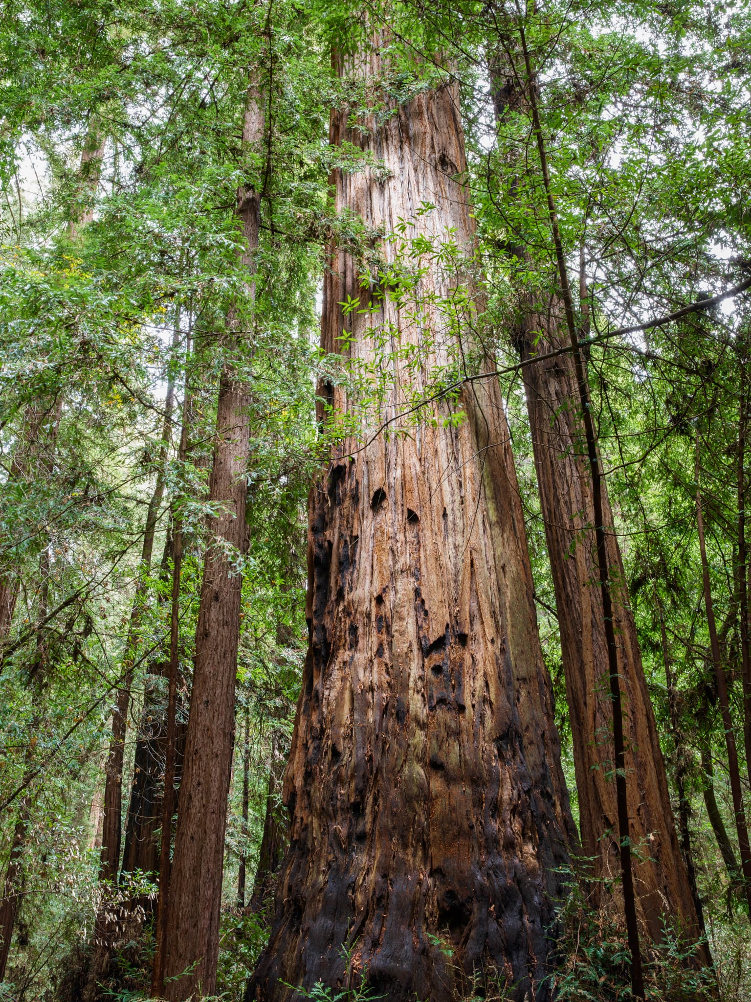 The Hollow - Henry Cowell Redwoods State Park, Felton, California