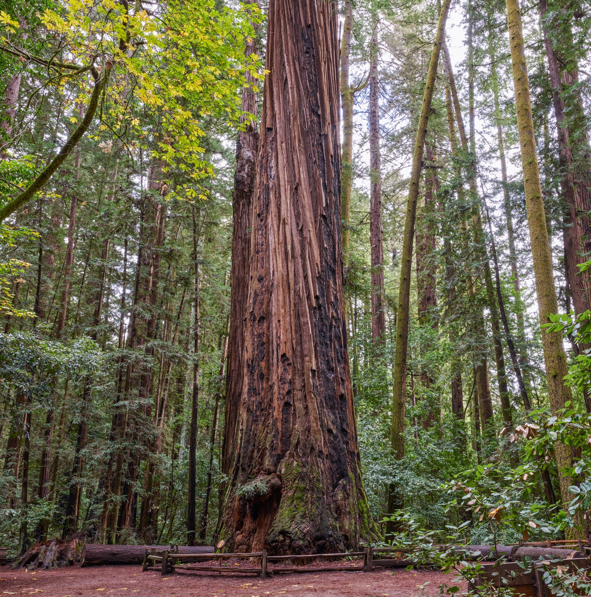 Standing Tall - Henry Cowell Redwoods State Park, Felton, California