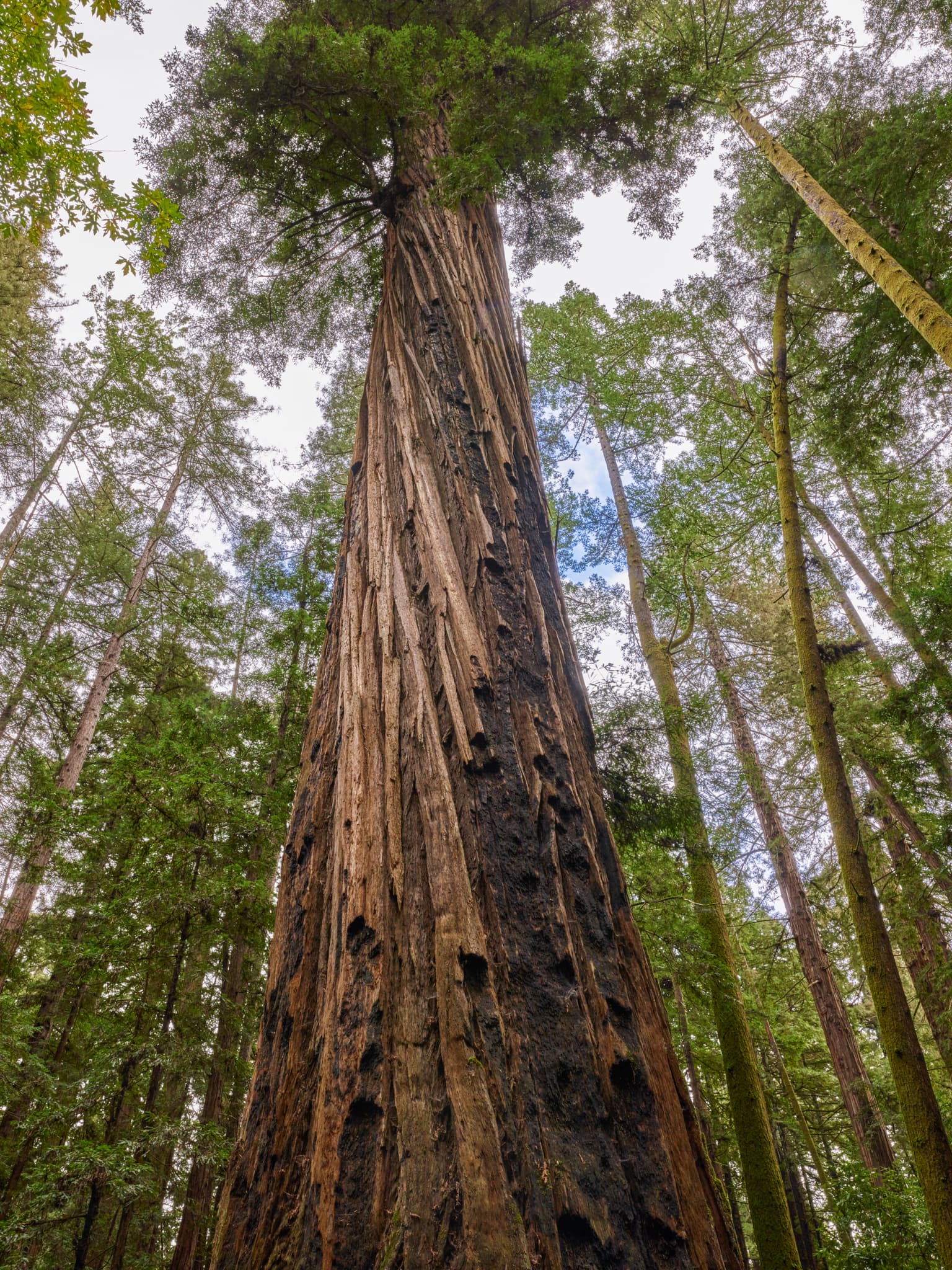 Skylight - Henry Cowell Redwoods State Park, Felton, California