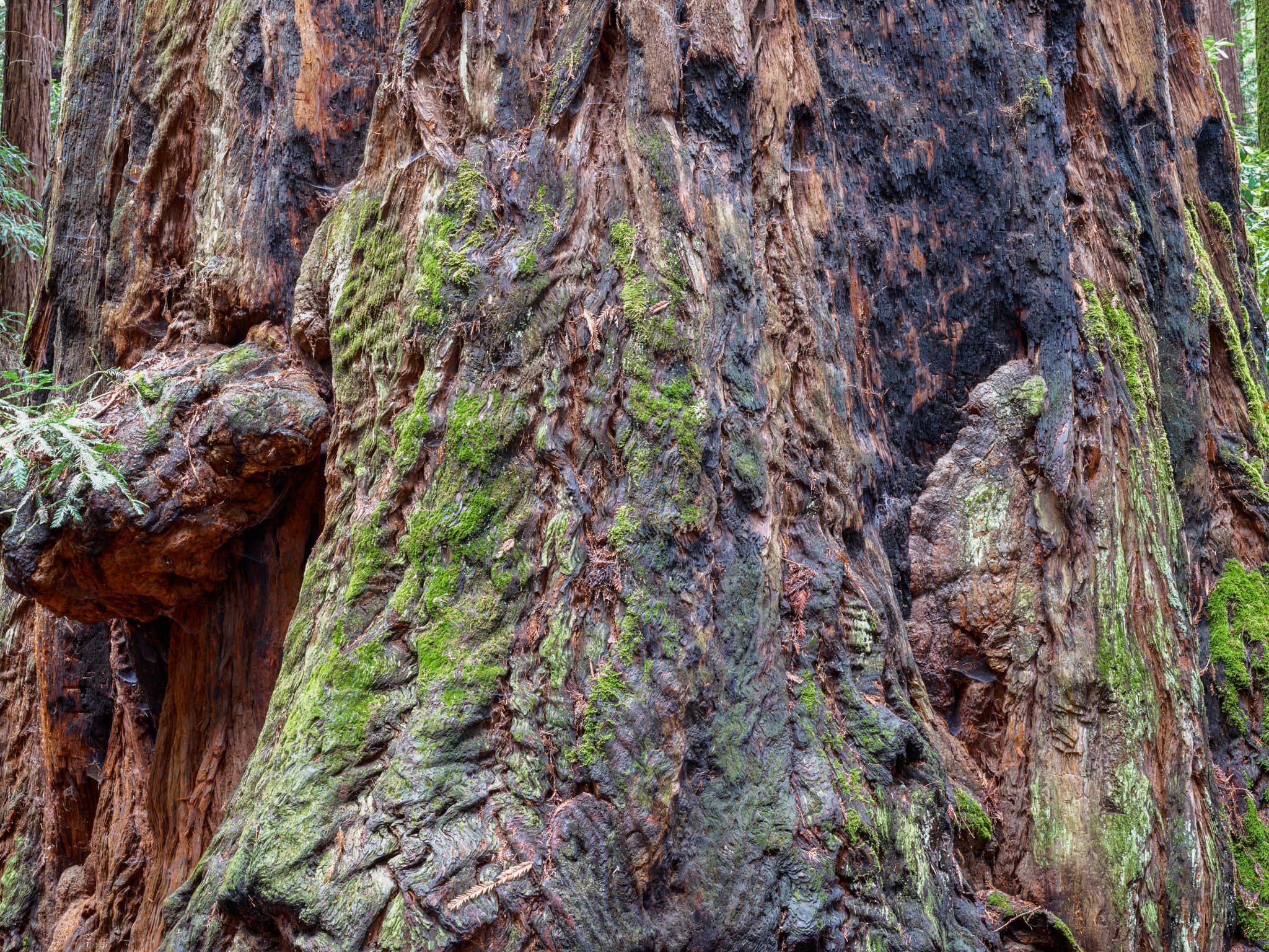 Fire and Moss - Henry Cowell Redwoods State Park, Felton, California