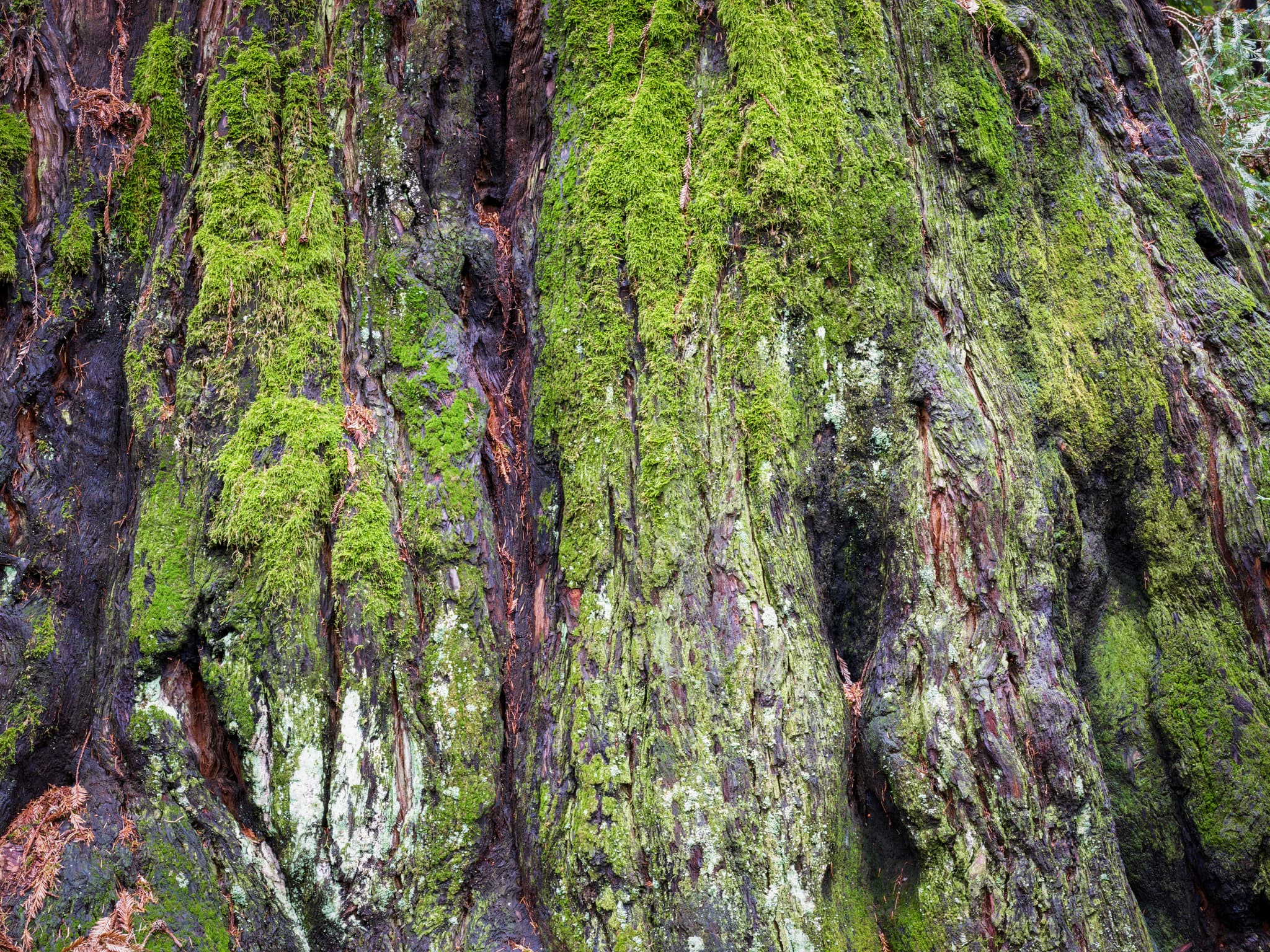 Green Mantle - Henry Cowell Redwoods State Park, Felton, California