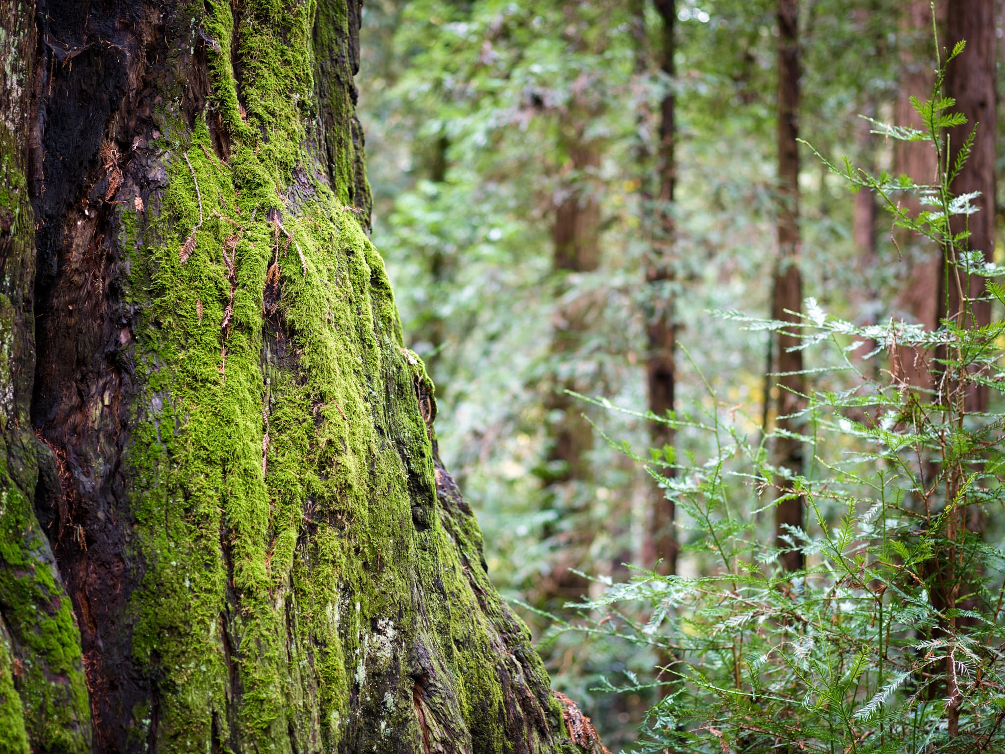 Emerald Bark - Henry Cowell Redwoods State Park, Felton, California