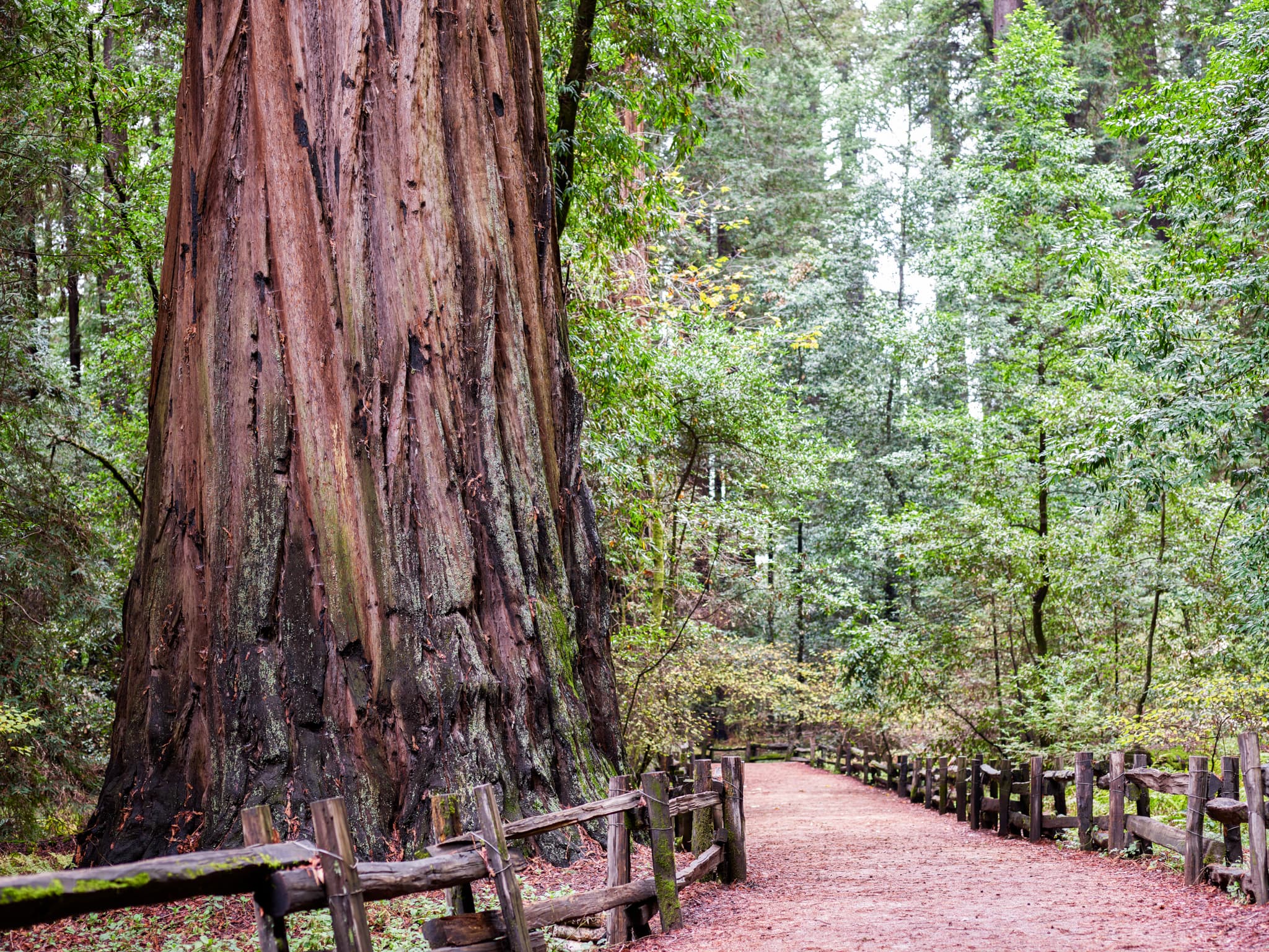 The Trailside Giant - Henry Cowell Redwoods State Park, Felton, California
